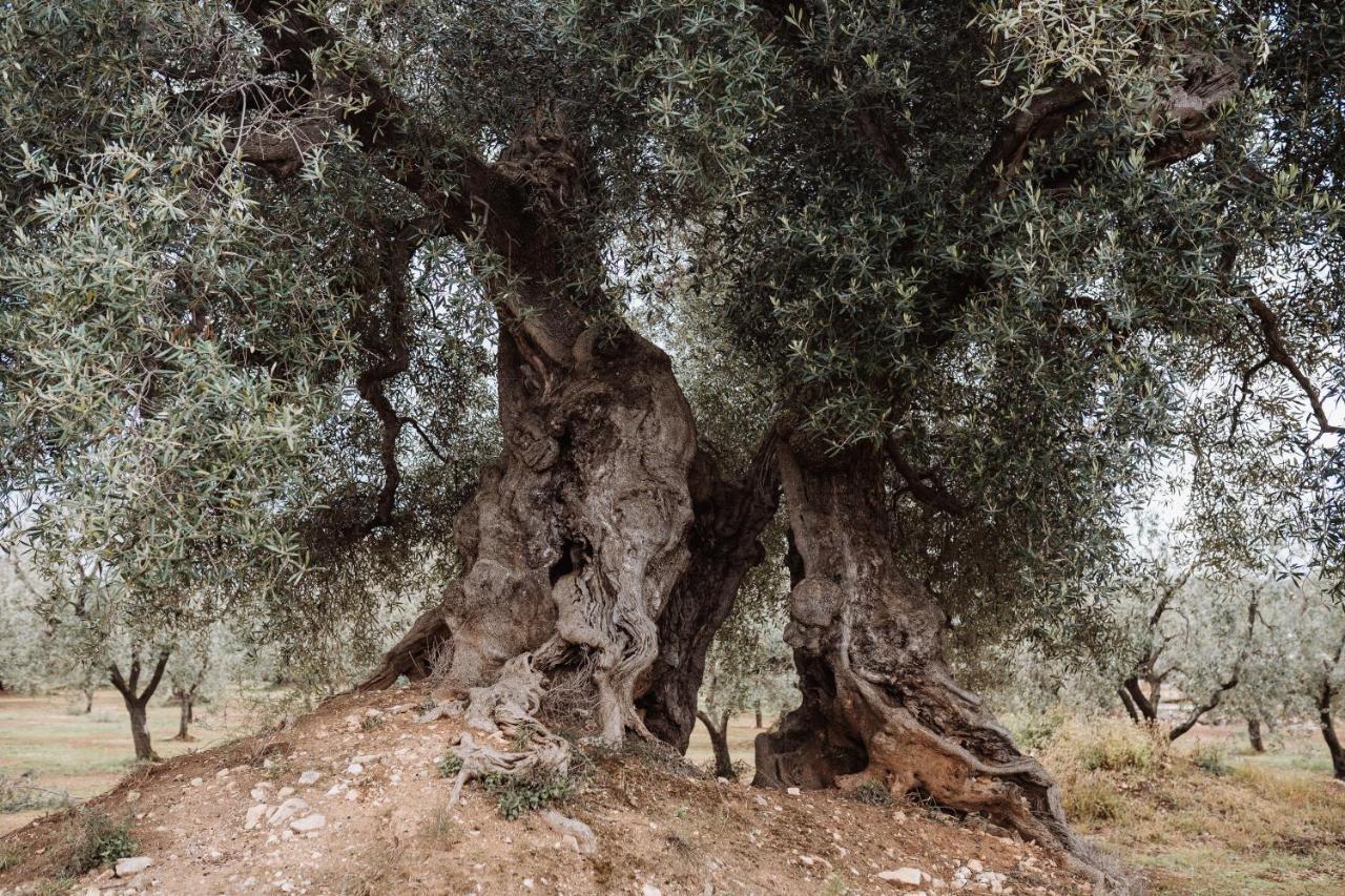 Vila Masseria Casamassima Agriturismo Ostuni Exteriér fotografie