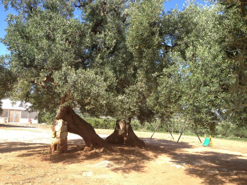 Masseria Casamassima Agriturismo Ostuni Exteriér fotografie